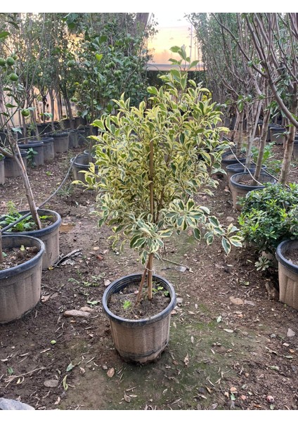 Benjamin Gold Bitkisi (Ficus Benjamina Golden) 60-70 cm modelleri