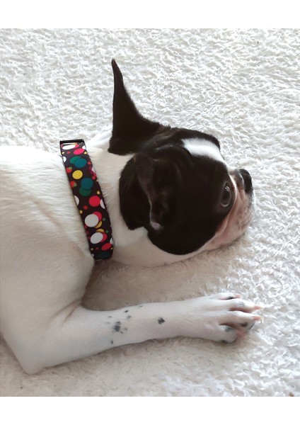 Metal Kilitli Isimli Köpek Tasması ,köpek Künyesi, Köpek Isimlik, Köpek Boyunluk, Isme Özel Tasma modelleri