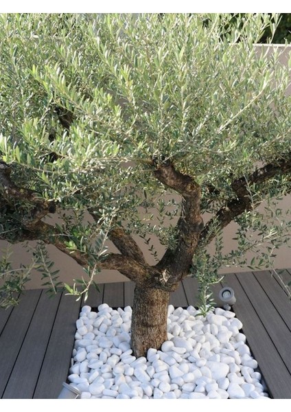 Beyaz Dolomit Taş 4-6 cm 100 kg Dere Taşı Çakıl Taşı Bahçe Süs Taşı Peyzaj Taşı Dekoratif Taş