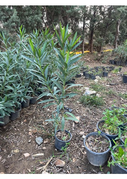 Zakkum Fidanı – 70–80 cm (Saksı Dahil)