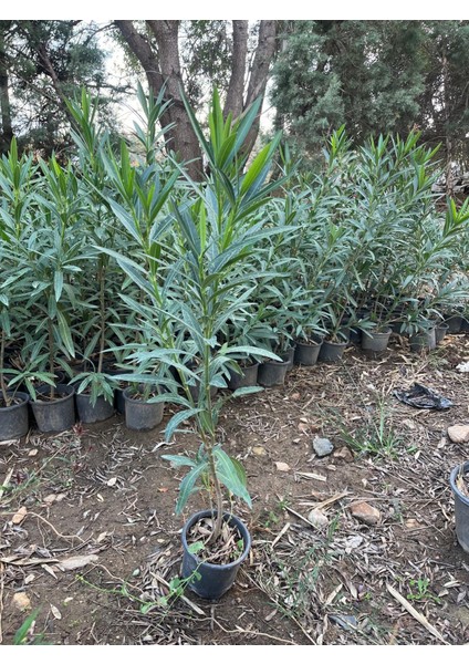 Zakkum Fidanı – 70–80 cm (Saksı Dahil) fiyatları