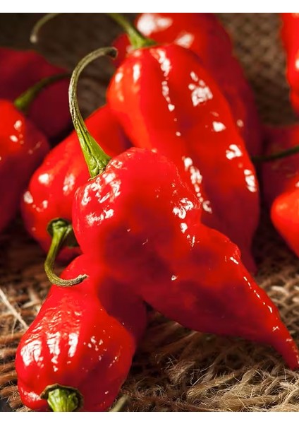 Ghost Pepper & Bhut Jolokia / 1 Milyon Scoville - Gerçek Taze Acı Biber modelleri