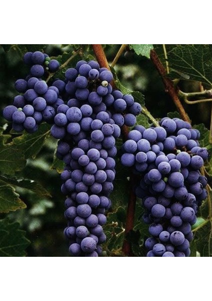 Siyah Kuru Üzüm (Kan Üzümü)