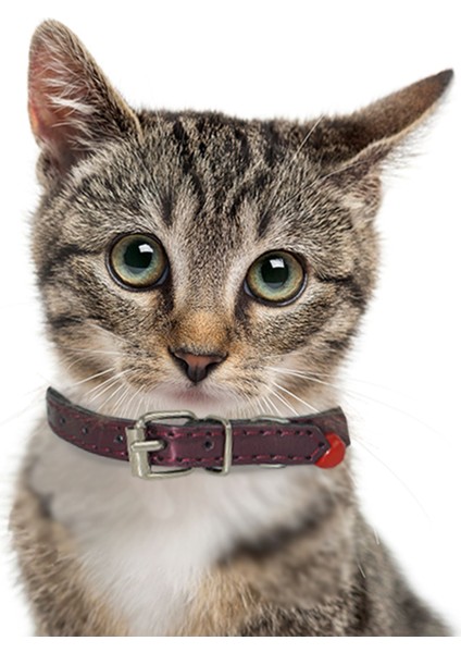 Gothic Ayarlanabilir Zilli Kedi Tasması modelleri