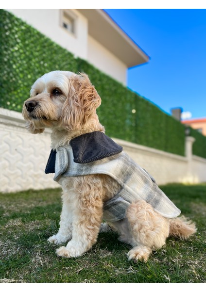 Grey Düğme Detaylı Gri Kaşe Köpek Kabanı