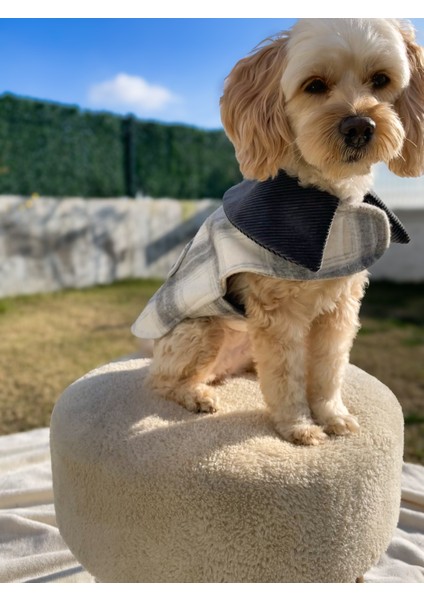 Grey Düğme Detaylı Gri Kaşe Köpek Kabanı fiyatları