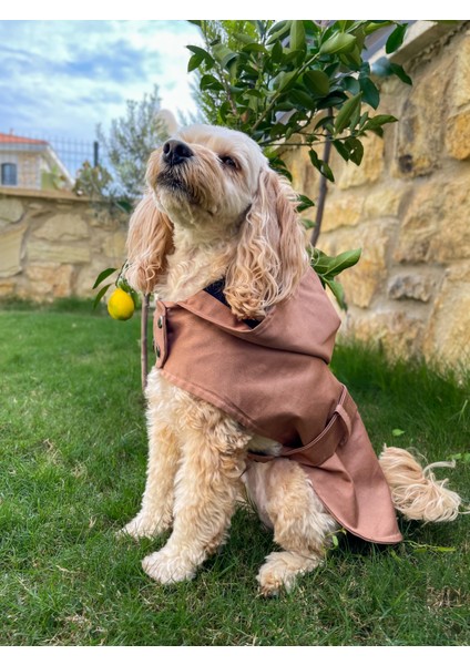 Caramel Kapüşonlu Köpek Trençkot -Köpek Montu