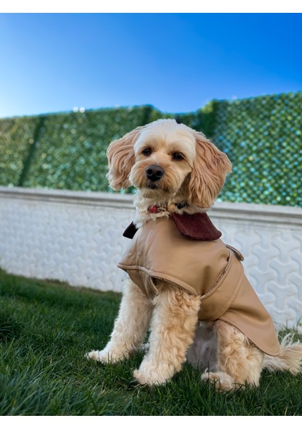 Latte Çift Taraflı Köpek Deri Ceket