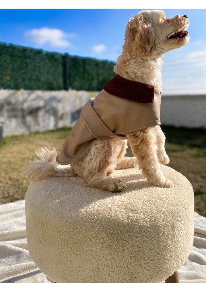 Latte Çift Taraflı Köpek Deri Ceket fiyatları