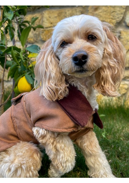 Brown Sugar Çift Taraflı Süet Ceket - Köpek Montu fırsatları
