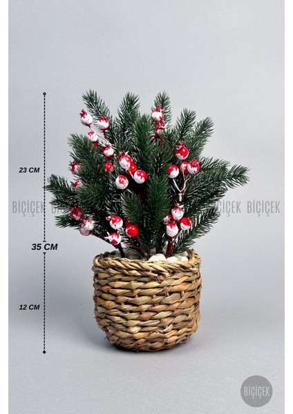 Kokina Bitkisi 35 cm Hasır Saksıda 48 Meyveli Yılbaşı Bitkisi fiyatları