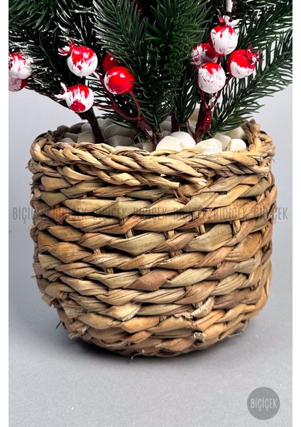 Kokina Bitkisi 35 cm Hasır Saksıda 48 Meyveli Yılbaşı Bitkisi