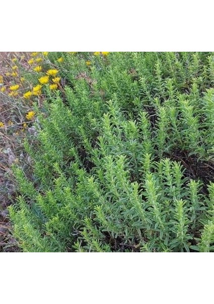 (Çoklu Tohum) - 3 Gram fiyatları