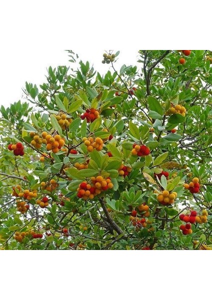 Kocayemiş (Dağ Çileği) Fidanı Saksılı 20-30 cm fiyatları