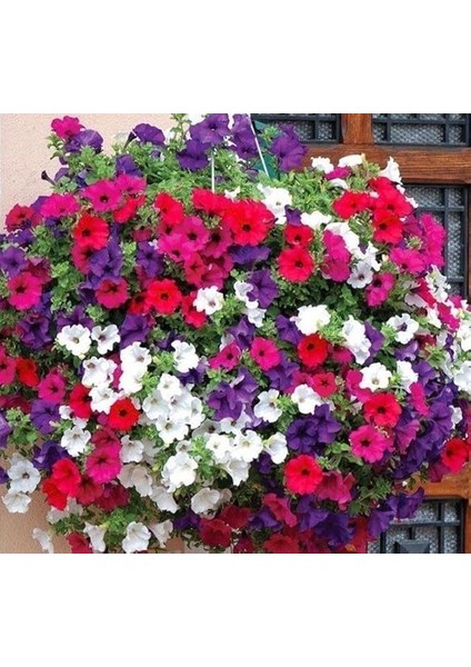 Petunya Çiçeği Tohumu (Iri Çiçekli Bodur) Karışık Renkli - 15 Tohum