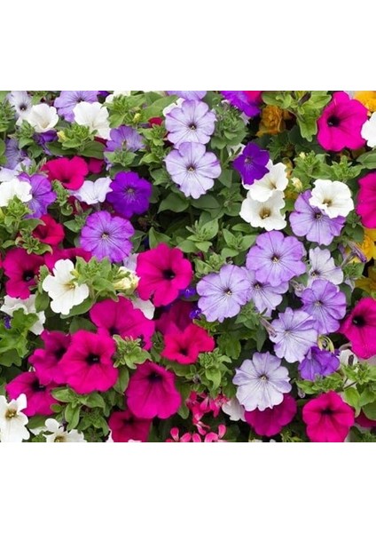 Petunya Çiçeği Tohumu (Iri Çiçekli Bodur) Karışık Renkli - 15 Tohum fırsatları