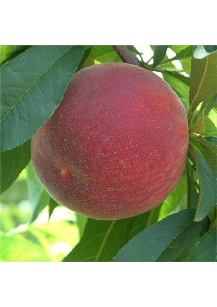 Tüplü Akıllı Ağaç Bol Verimli Tam Bodur Spring Crest Şeftali Fidanı fiyatları