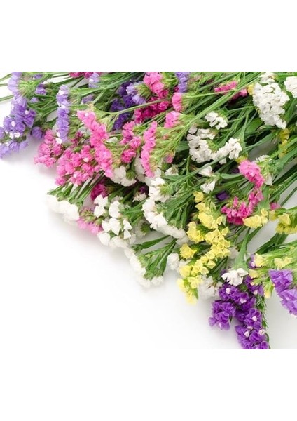 Limonyum Çiçeği Tohumu (Ölümsüz Çiçeği) Karışık Renkli - 15 Tohum fiyatları