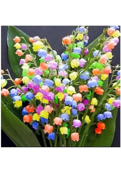 Dünyam Çok Nadir Ithal Renkli Çan Orkide Çiçeği Tohumu 5 Tohum modelleri