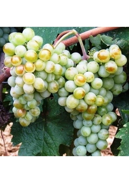 Sepetim 2 Yaş Narince (Tokat) Sarmalık Üzüm Asma Fidanı