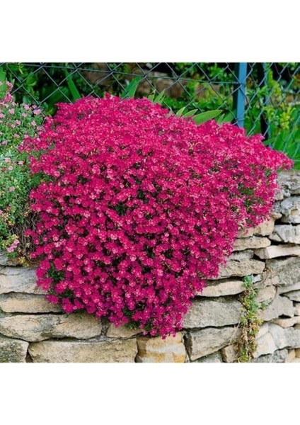 Dünyam 15 Adet Kırmızı Renkli Sarkan Obrizya Çiçeği Tohumu