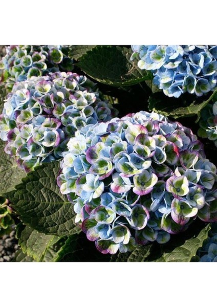 Dünyam Gökkuşağı Rneklerinde Ortanca Çiçeği Tohumu-10 15 Adet