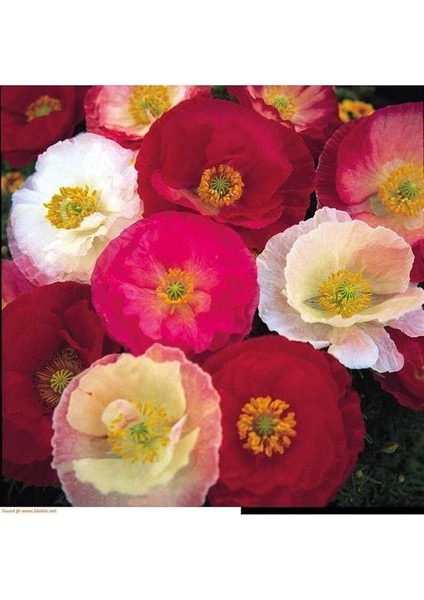 Dünyam 10 Adet Shirley Poppies Double Mixture Tohumu modelleri