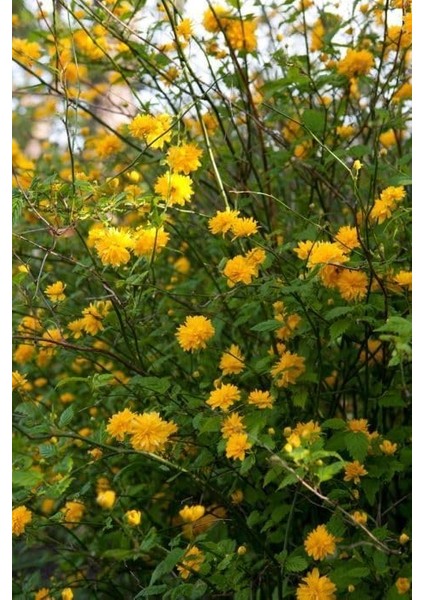 Yediveren Kanarya Gülü Fidanı Sarı Renk 60-80 cm Golden Guinea fiyatları