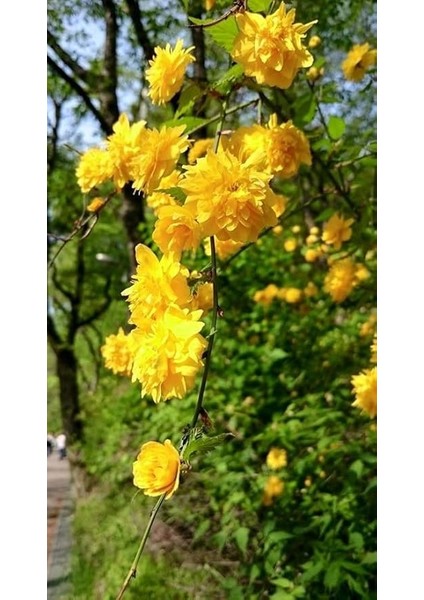 Yediveren Kanarya Gülü Fidanı Sarı Renk 60-80 cm Golden Guinea modelleri