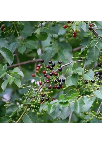 Mahlep Fidanı 2 Yaşında Tüplü fırsatları