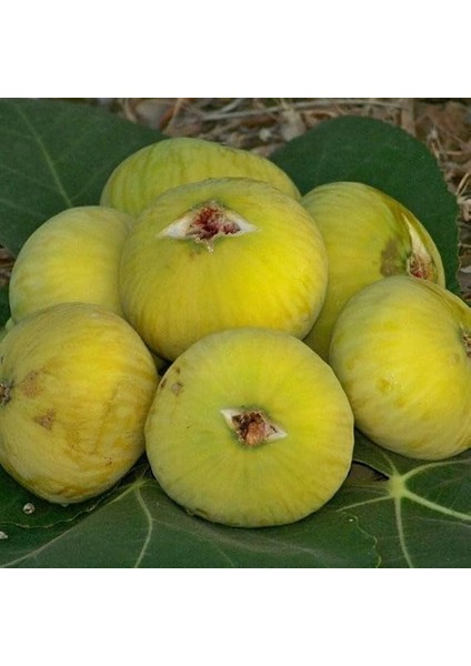 Tüplü Kokulu Iri Meyveli Beyaz Incir Fidanı fırsatları