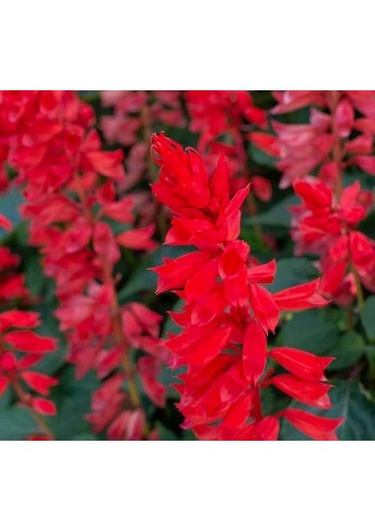 Ateş Çiçeği Tohumu (Bodur Çok Çiçekli) Kırmızı Renkli - 15 Tohum fiyatları