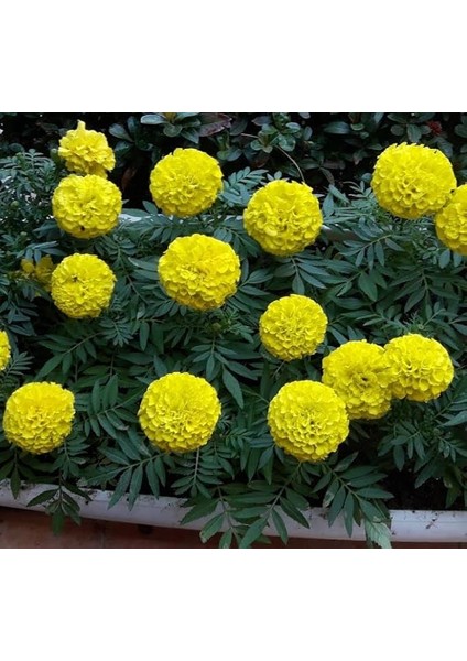 Sarı Bodur Iri Kadife Çiçeği F1 Tohumu (20 Tohum)