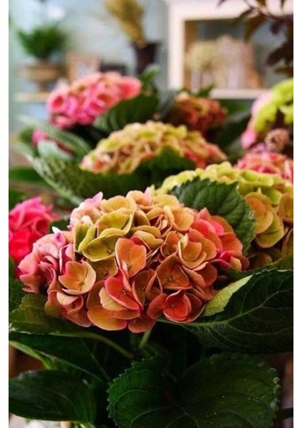 Dünyam Kızıl Ortanca Çiçeği Tohumu-10 15 Adet