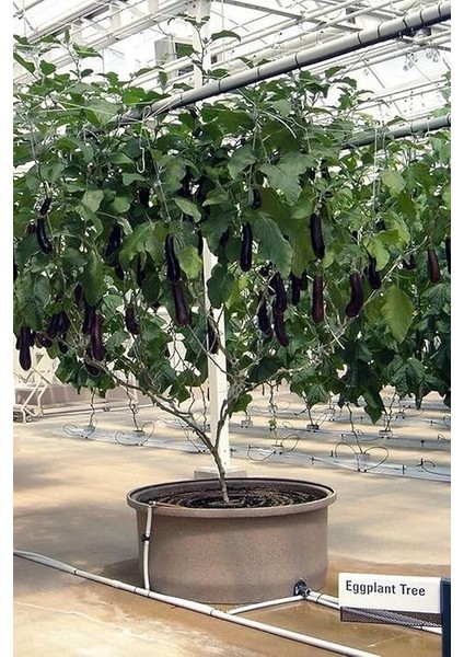 Dünyam Ithal Çin Patlıcan Ağacı Tohumu / 10+ Adet Tohum fiyatları