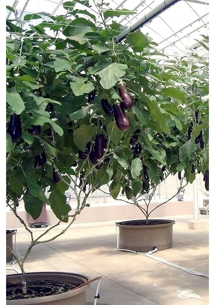 Dünyam Ithal Çin Patlıcan Ağacı Tohumu / 10+ Adet Tohum fırsatları