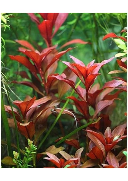 Repens Rubin Saksı- Canlı Bitki fırsatları