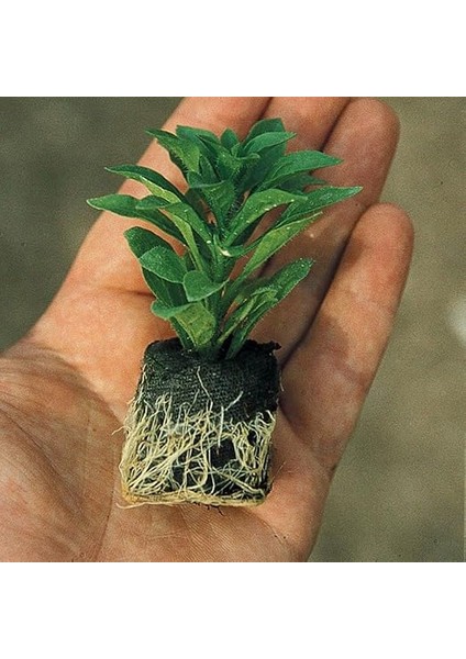 Adaçayı Çiçeği Fidesi (2 Adet) fiyatları