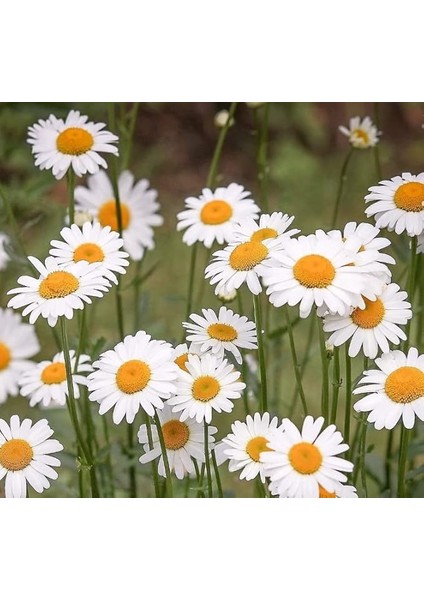 Papatya Tohumu (Kalıcı Yüksek Boylu) - Beyaz Renkli - 40 Tohum