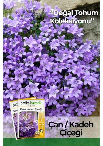 Botanik 100 Adet Çan Kadeh (Campanula L.) Çiçek Tohumu