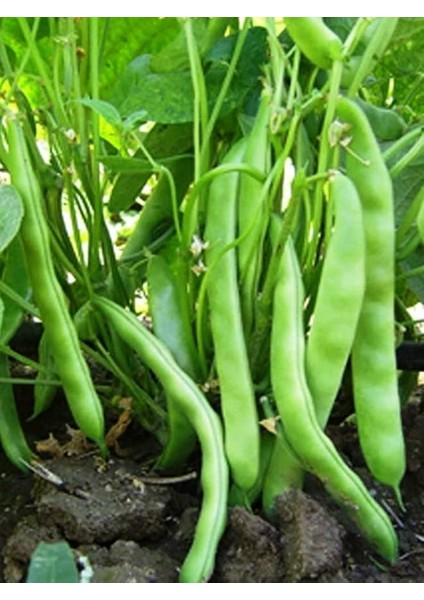 Garden Doğal Fasulye Alman Ayşe (Niran) 50 Ad. Tohum