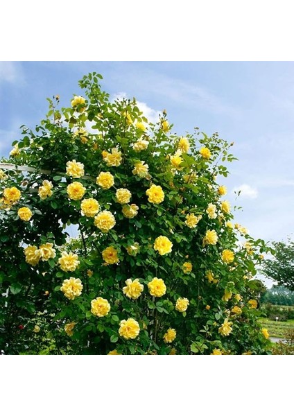 Paket Tüplü Yediveren Sarı Ivy Kokulu Sarmaşık Gül Fidanı