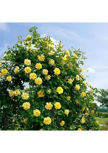 Paket Tüplü Yediveren Sarı Ivy Kokulu Sarmaşık Gül Fidanı fiyatları