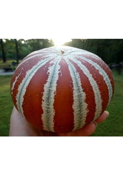 Adet Kajari Kavun Tohumu fiyatları