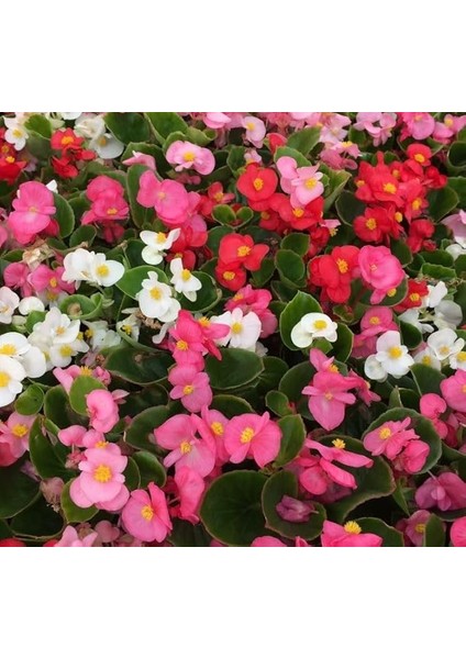 Şeker Begonya Tohumu Banga - Karışık Renkli (20 Tohum)