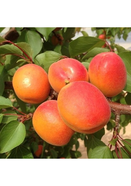 Özel Seçim Sahil Bölgeler Için Uygun Olan Aşılı Kayısı Fidanı Paketi