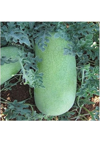 Dünyam Nadir Ithal Çarliston Gray Karpuz Tohumu- 5 Adet Tohum fiyatları