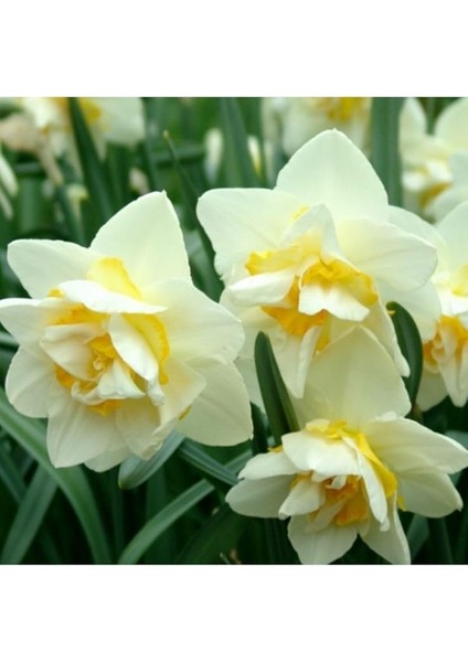 Karışık Renk Fulya Çiçeği Soğanı 5 Adet modelleri