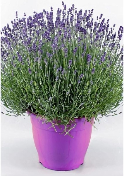 Dünyam Yerli Yediveren Lavanta/eko Paket 50 Adet Tohum indirimleri