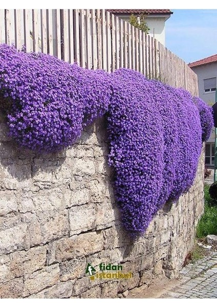 Dünyam Sarkan Lobelya Tohumu 10 Adet